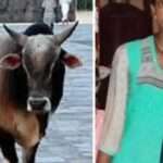 ब्रेकिंग: आवारा पशु ने महिला पर किया हमला, मौत, परिजनों में कोहराम