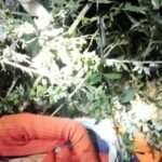 उत्तराखंड। महिला को आदमखोर बाघ ने बनाया निवाला, महिला की मौत से सहमे लोग