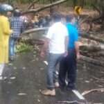 ब्रेकिंग: देहरादून मार्ग काली मंदिर के पास पेड़ हुआ हवा से धराशाही, कोई नुकसान नहीं…