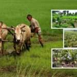 किसान: आजकल सब्जियों में लग रहे हैं कीट, पढिये ये उपाय, झट होगा समाधान…