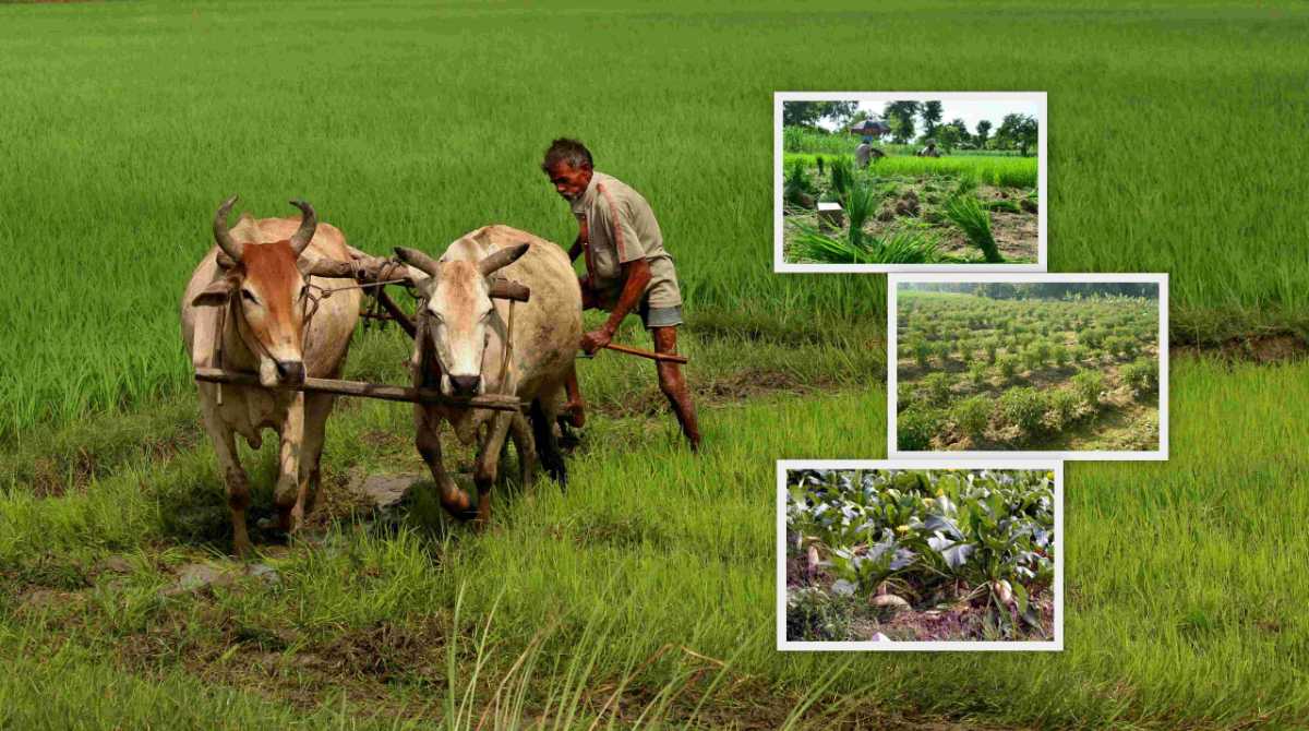 किसान: आजकल सब्जियों में लग रहे हैं कीट, पढिये ये उपाय, झट होगा समाधान…