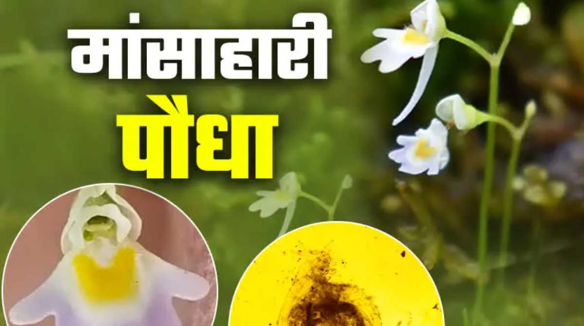 गजब: इतिहास में दर्ज, प्रदेश में मिला एक ऐसा पौधा, जो है मांसाहारी…