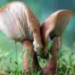 ब्रेकिंग: यंहा खाया जंगली मशरूम, 6 लोग बीमार, पहुंच गए अस्पताल…