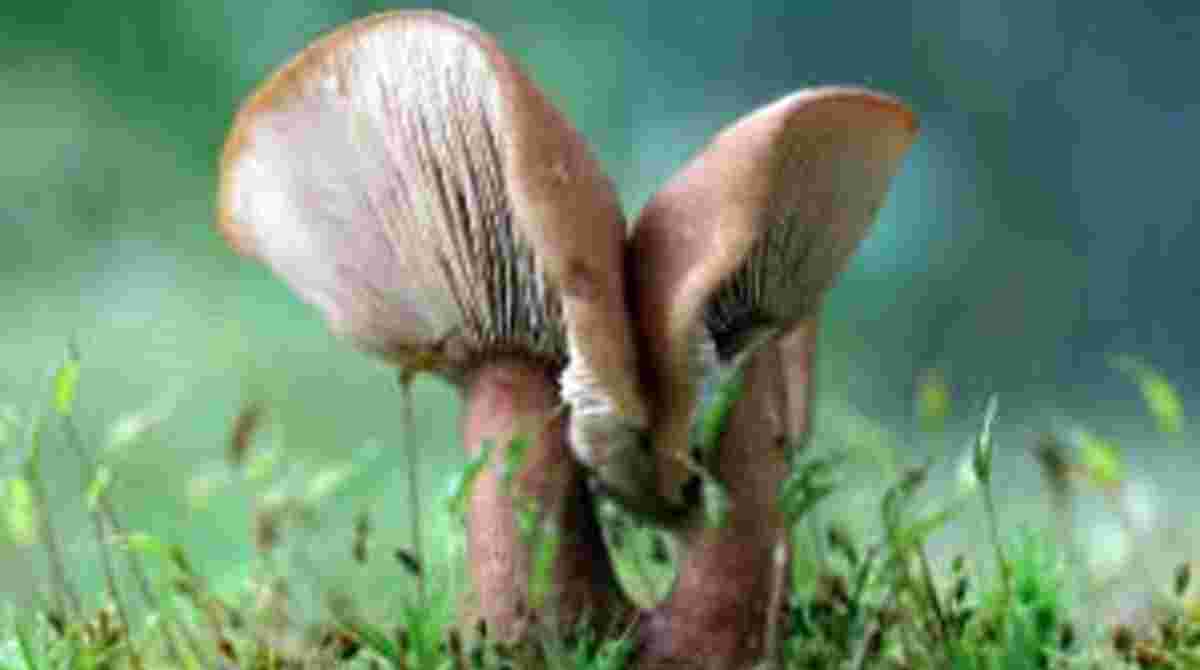 ब्रेकिंग: यंहा खाया जंगली मशरूम, 6 लोग बीमार, पहुंच गए अस्पताल…