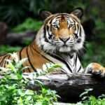 Tiger Day: आज 12वां अंतर्राष्ट्रीय बाघ दिवस, जानिए रोचक जानकारियां…