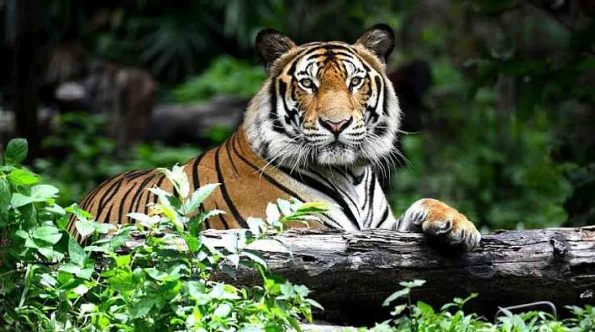 Tiger Day: आज 12वां अंतर्राष्ट्रीय बाघ दिवस, जानिए रोचक जानकारियां…