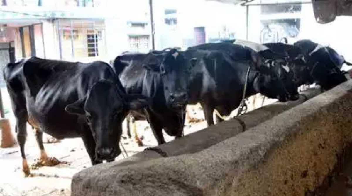 जरूरी खबरः डेयरी मालिकों के लिए ये काम करना हुआ जरूरी, भरना पड़ सकता है 25 हजार तक जुर्माना…