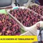 पीएम मोदी ने मन की बात में बेडू और पिथौरागढ़ के लिए कही ये बात…