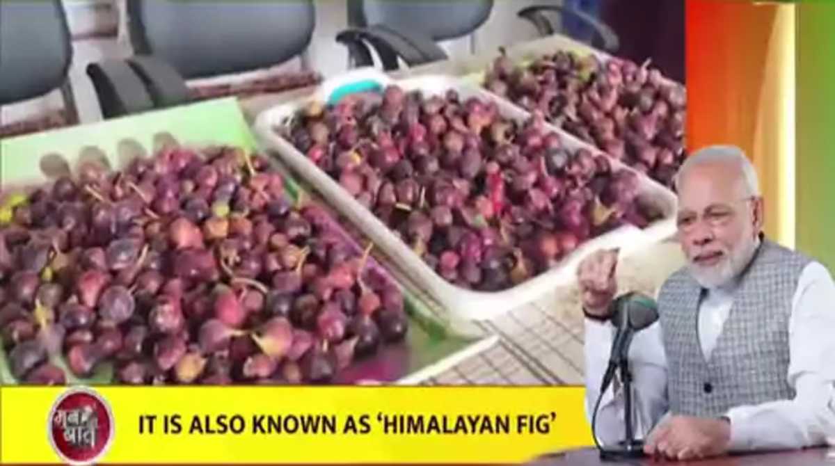 पीएम मोदी ने मन की बात में बेडू और पिथौरागढ़ के लिए कही ये बात…