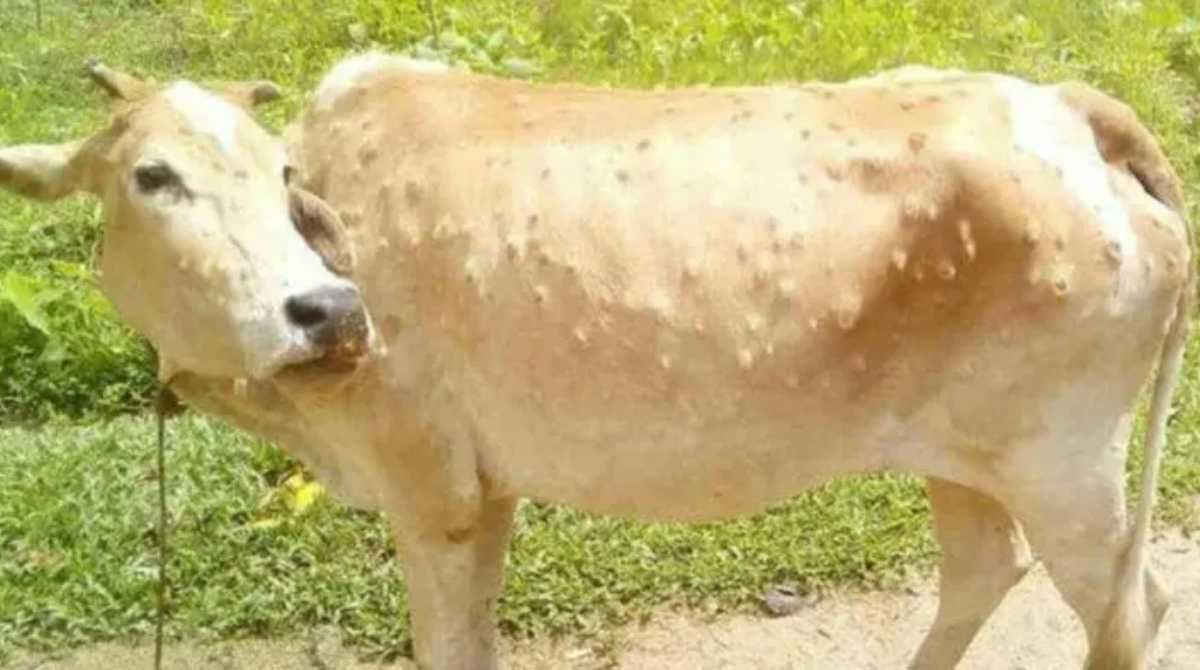 लंपी वायरस को लेकर उत्तराखंड सरकार सर्तक, लगाई ये रोक…