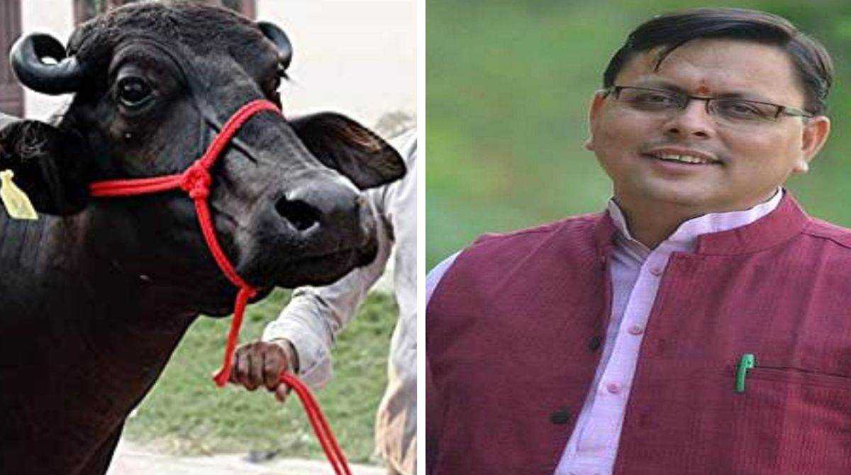 सीएम धामी के निर्देश पर भैंस चोरी का मुकदमा दर्ज, जानें मामला…