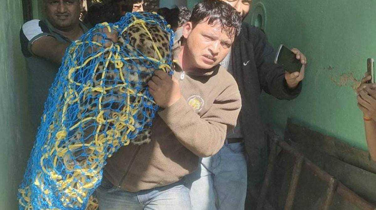 देहरादूनः यहां एक मकान में घुसा गुलदार, कड़ी मशक्कत के बाद पिंजरे में फंसा…