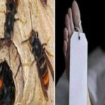 टिहरी में ततैया के काटने से एक महिला की मौत, मचा कोहराम…