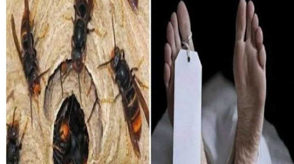 टिहरी में ततैया के काटने से एक महिला की मौत, मचा कोहराम…