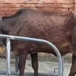 टिहरी में अगले एक माह के लिए पशुओं की आवाजाही सहित लगी ये रोक, पढ़ें…