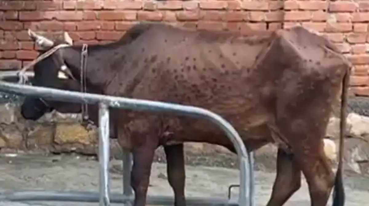 टिहरी में अगले एक माह के लिए पशुओं की आवाजाही सहित लगी ये रोक, पढ़ें…