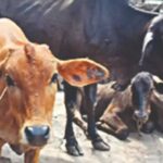 पशुपालकों से गोवर्धन योजना के तहत अब खरीदा जाएगा गोबर, बनेगी बायोगैस और खाद…