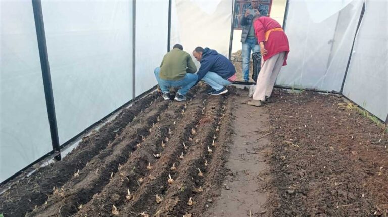 लीलियम पुष्प की खेती से संवरेगी किसानों की किस्मत, होगी