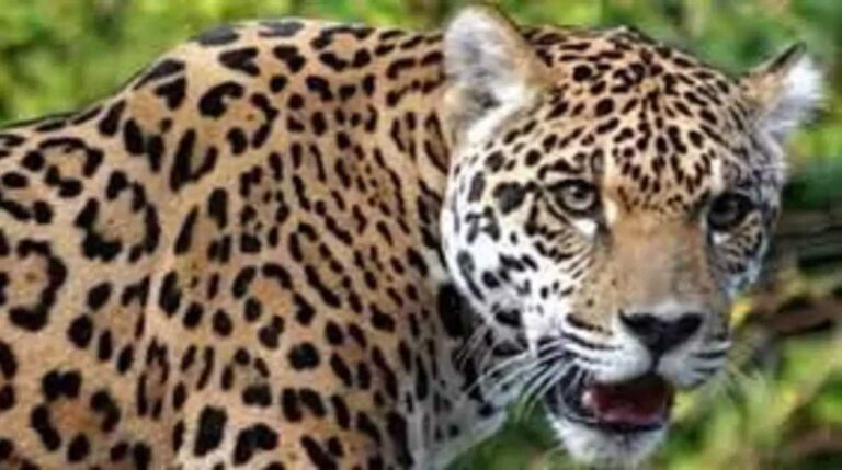 टिहरीः एक गुलदार और एक कुत्ता आठ घंटे तक बाथरूम