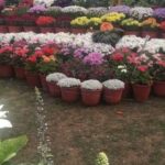 देहरादून में यहां देखने को मिलेगा फूलों का रंग-बिरंगा संसार, बसंतोत्साव में जानें क्या है खास…