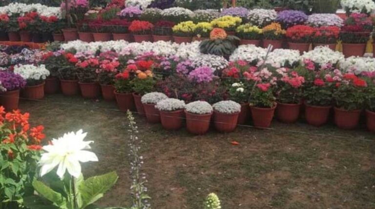 देहरादून में यहां देखने को मिलेगा फूलों का रंग-बिरंगा संसार,