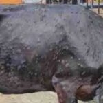 टिहरी में भी लंपी वायरस का कहर, उठ रही ये मांग…
