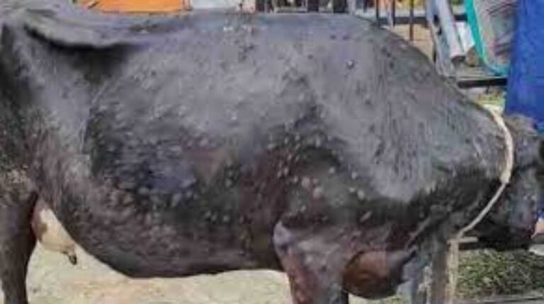 उत्तराखंड में तेजी से फैल रहा लंपी वायरस का कहर,