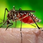 डेंगू की रोकथाम के लिए प्रशासन अलर्ट मोड, ये गाइडलाइन की जारी,पढ़ें…