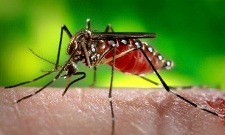 उत्तराखंड: डेंगू-मलेरिया और चिकनगुनिया को लेकर प्रशासन अलर्ट, बरते सावधानी&hellip;