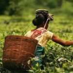 tea garden