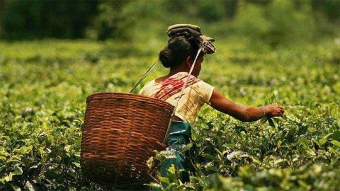 tea garden