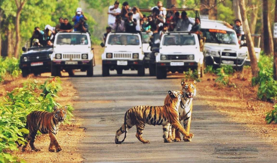 मोतीचूर रेंज में पहले दिन 52 पर्यटकों ने उठाया सफारी का लुत्फ