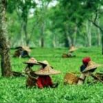 tea garden