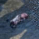 five month old fetus