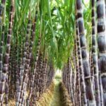 sugar mill