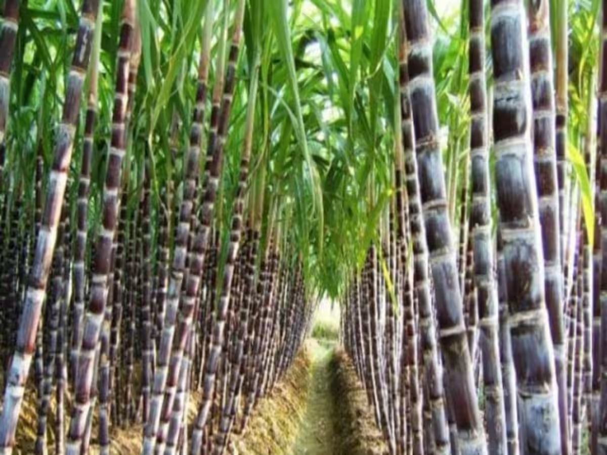 sugar mill