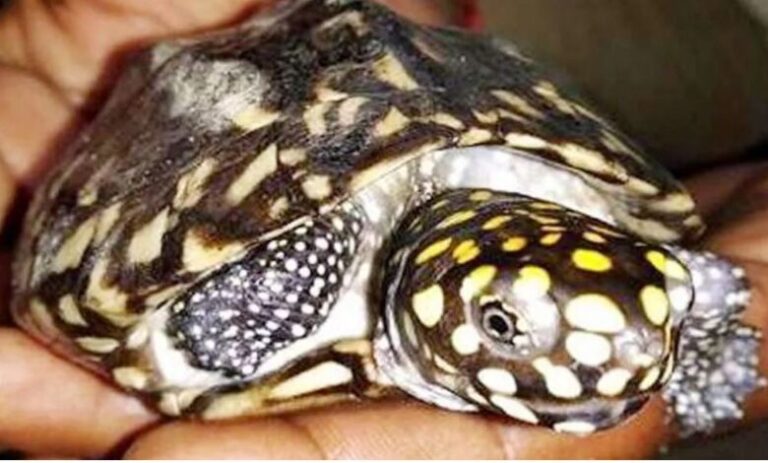 Wildlife trafficking