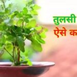 tulsi aarti