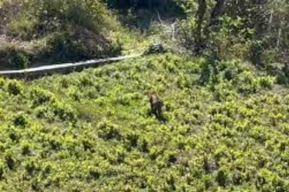 अंतरराष्ट्रीय बाघ दिवस: उत्तराखंड में तेजी से बढ़ रही है बाघों की संख्या