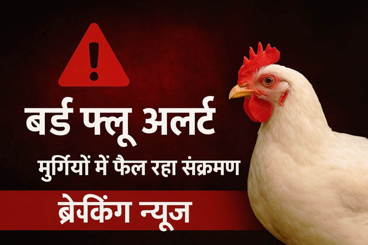 bird flu update